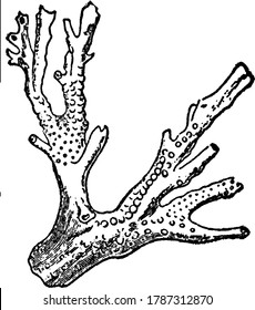 Corals are marine organisms from the class Anthozoa and exist as small sea anemone-like polyps, typically in colonies of many identical, individuals, vintage line drawing or engraving illustration.