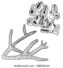 corals realistic sketch. corals isolated on white. vector illustration. Realistic hand drawn outline. Hand painting on paper. for cards, invitations, wrapping, textile, prints, web design.