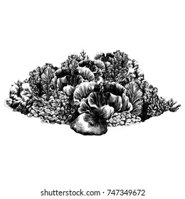 corals and reefs sketch vector graphics black and white monochrome pattern