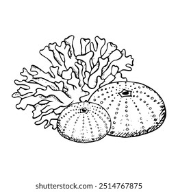 Corals with sea urchins flat black and white vector illustration. Line sea reef animals for coloring. Hand drawn monochrome underwater nature, ocean polyp drawing for marine and nautical design