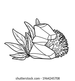 Corals and seaweed grow on rocks coloring book linear drawing isolated on white background