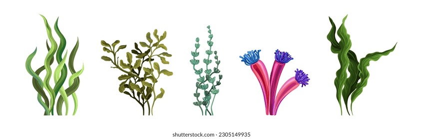 Corals and Seaweed as Growing Underwater Flora and Sea Plants Vector Set
