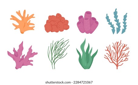 Corals, seaweed, set. Marine underwater plants. Tropical undersea branches. Colored vector illustration isolated on white background