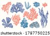 coral vector