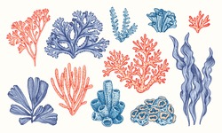 Koralen En Zeewier. Vector Met De Hand Getekend. Schets Botanische Illustratie. Onderwaterflora, Zeeplanten. Line Art Clipart. Vintage Roze En Blauwe Zeeplanten