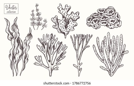 Corals and seaweed. Vector Hand Drawn. Sketch Botanical Illustration. Underwater flora, sea plants. Line art clipart