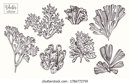 Corals and seaweed. Vector Hand Drawn. Sketch Botanical Illustration. Underwater flora, sea plants. Line art clipart