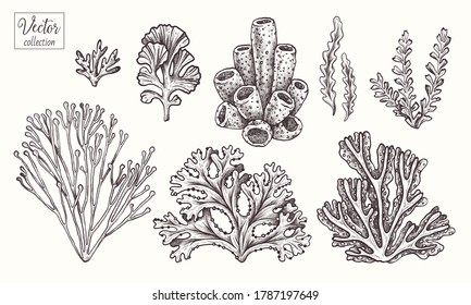 Corals and seaweed. Vector Hand Drawn. Sketch Botanical Illustration. Underwater flora, sea plants. Line art clipart