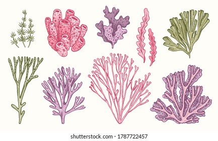 Corals and seaweed. Vector Hand Drawn. Sketch Botanical Illustration. Underwater flora, sea plants. Line art clipart. Vintage pink, green and purple marine plants