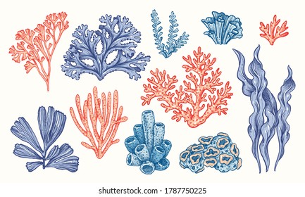 Corals and seaweed. Vector Hand Drawn. Sketch Botanical Illustration. Underwater flora, sea plants. Line art clipart. Vintage pink and blue marine plants