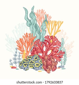 Corals And Seaweed. Vector Hand Drawn. Sketch Botanical Illustration. Underwater Flora, Sea Plants. Line Art Clipart. Vintage Marine Plants