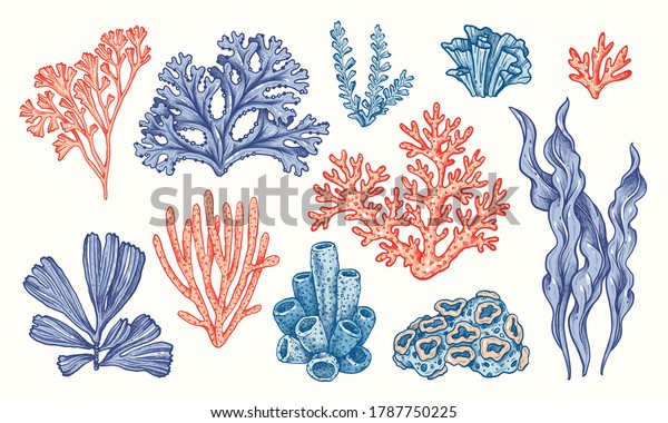 サンゴと海藻 ベクター手描きの画像 スケッチボタニカルイラスト 海中植物 ラインアートのクリップアート ビンテージピンクと青の海洋植物 のベクター画像素材 ロイヤリティフリー