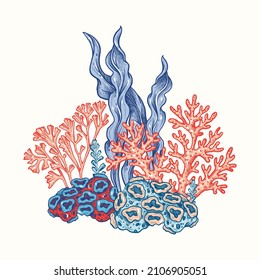 Corals and seaweed in vintage engraving style. Vector Hand Drawn. Sketch Botanical Illustration. Underwater flora, sea plants. Line art clipart. Vintage pink and blue marine plants