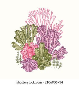 Corals and seaweed in vintage engraving style. Vector Hand Drawn. Sketch Botanical Illustration. Underwater flora, sea plants. Line art clipart. Vintage pink, green and purple marine plants