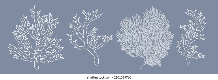 Corals. White vector line contours of four corals isolated on gray background.