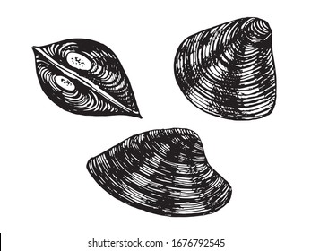 Corbicula Mollusca. Seafood, a set of templates for menu design, packaging, restaurants and catering. Hand drawn images