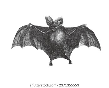 Cordated Bat. Doodle sketch. Vintage vector illustration. 