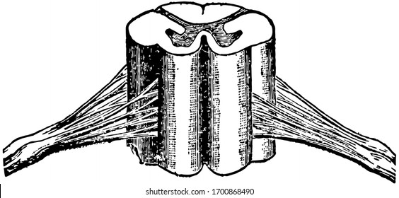 The cord-like structures composed of delicate filaments by which sensation or stimulative impulses are transmitted to and from the brain, vintage line drawing or engraving illustration.