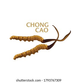 cordycepe sinensis (CHONG CAO, DONG CHONG XIA CAO) or mushroom cordyceps this is a herbs on isolated background. 