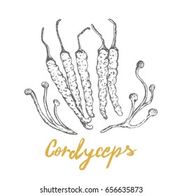 Cordyceps amazing healthy chinese medicine popular superfood 