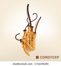 Cordyceps chinesischer Kräuterhirnbäume Vektorillustration Hintergrund.