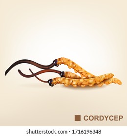 Cordyceps chinesischer Kräuterhirnbäume Vektorillustration Hintergrund.