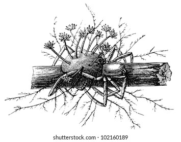 Cordyceps Engleriana, Perithecium and Conidium on the spider. Publication of the book "Meyers Konversations-Lexikon", Volume 7, Leipzig, Germany, 1910