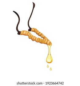 Cordyceps Extract for folk medicine, Traditional chinese herbs and Health supplement. Vector EPS10