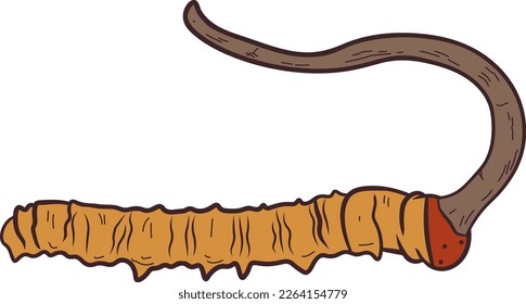 Cordyceps illustration. Ophiocordyceps sinensis is a type of fungus that grows on caterpillars. It's been used in traditional Chinese medicine to treat various conditions.