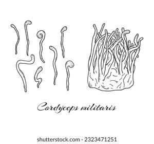 Cordyceps militaris mushrooms hand drawn set