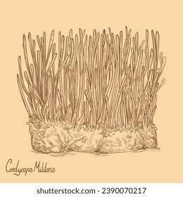 Cordyceps militaris mushrooms hand drawn in old background. Natural medicine ingredient. CHONG CAO. DONG CHONG XIA CAO.  Traditional chinese herbs. Vintage vector sketch. Vector illustration.