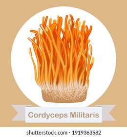 Cordyceps Militaris. Traditional chinese herbs, Is a mushroom that using for medicine and food famous in Asian. vector illustration