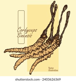 Cordyceps mushrooms hand drawn. Natural medicine ingredient. CHONG CAO. DONG CHONG XIA CAO.Vintage style sketches. Vector illustration. 