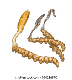 Cordyceps auf weißem Hintergrund.  Vektorgrafik.