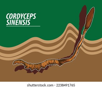 Cordyceps sinensis, Cordyceps sinensis illustration, Mushroom cordycep, Dong Chong Cao, Dong Chong Xia Cao