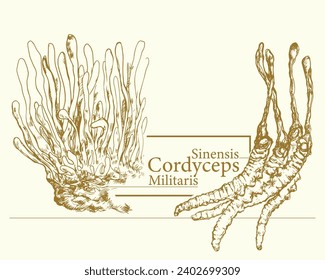 Cordyceps sinensis and Cordyceps militaris hand drawn vintage vector sketch outline. CHONG CAO. DONG CHONG XIA CAO or cordyceps mushrooms.