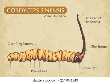 Cordyceps Sinensis in old background, CHONG CAO, DONG CHONG XIA CAO or mushroom cordyceps .Vector illustration.