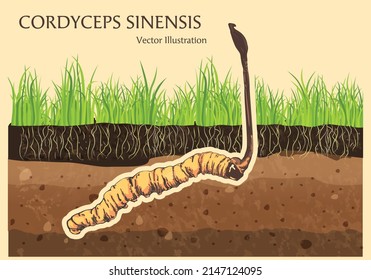 Cordyceps Sinensis in old background, CHONG CAO, DONG CHONG XIA CAO or mushroom cordyceps .Vector illustration.