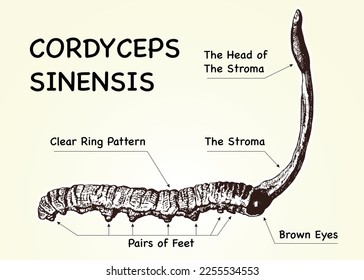 Cordyceps Sinensis in old background, CHONG CAO, DONG CHONG XIA CAO or mushroom cordyceps .Vector illustration.