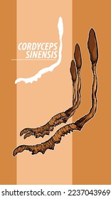 cordyceps sinensis on background, Dong chong xia cao, Chong Cao , Cordyceps illustration,  Cordyceps herbs