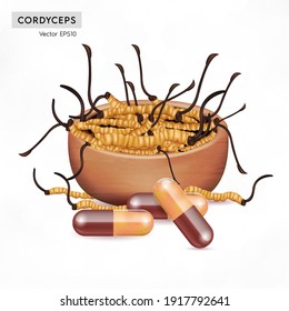 Cordyceps Sinensis. Traditional chinese herbs, Is a mushroom that using for medicine and food famous in Asian. Yellow orange color healthy mushroom. Vector EPS10 illustration