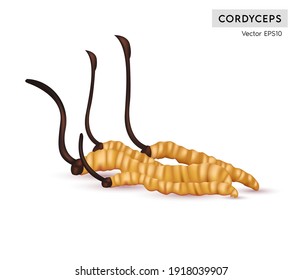 Cordyceps Sinensis. Traditional chinese herbs, Is a mushroom that using for medicine and food famous in Asian. Yellow orange color healthy mushroom on White background. Vector EPS10 illustration