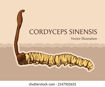 Cordyceps Sinensis Vector Drawing Hand Drawn, CHONG CAO, DONG CHONG XIA CAO or mushroom cordyceps . Vector illustration.