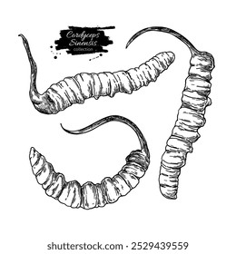 Desenho vetorial de Cordyceps sinensis. Ilustração desenhada à mão isolada sobre fundo branco. Ingrediente tradicional da medicina chinesa. Esboço botânico detalhado da erva.