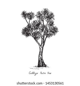 Cordyline australis (cabbage tree, cabbage-palm) tree silhouette, hand drawn gravure style, vector sketch illustration with inscription