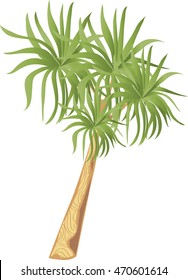 cordyline palm tree