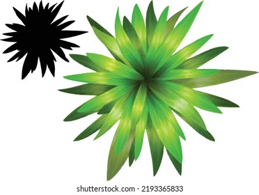 Cordyline Silhouette and Vector Illustration