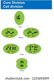 Core division, Cell Division - Biology Course helper shapes, human body, cell, joints and bones