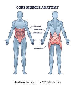 Muscle Anatomy Vector Art & Graphics