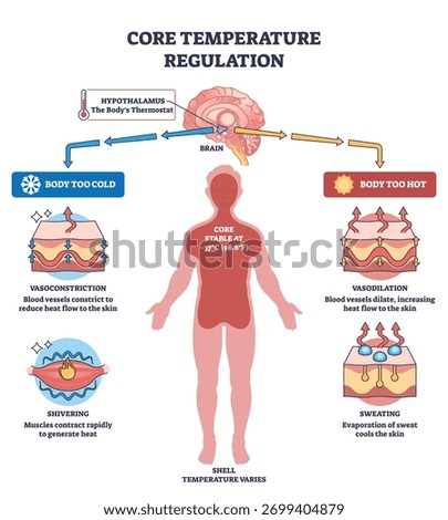 Core temperature regulation with hypothalamus control, human silhouette and skin layers show homeostasis via vasoconstriction, vasodilation, sweating, shivering. Outline diagram